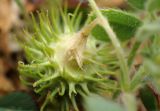 Medicago disciformis