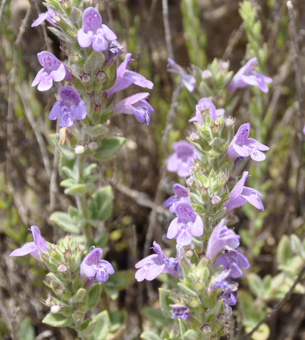Image of Ziziphora alpicola specimen.