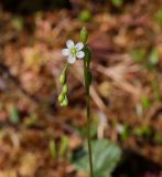 Drosera rotundifolia. Цветок, бутоны и завязавшиеся плоды. Пермский край, Краснокамский р-н, сосново-пушицево-кустарничково-сфагновое болото. 21.07.2018.