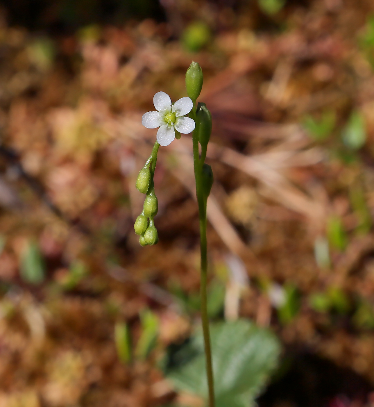 Изображение особи Drosera rotundifolia.