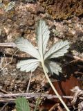 Potentilla heidenreichii. Лист (нижняя сторона). Украина, Днепропетровская обл., Апостоловский р-н, Токовский сельский совет, скалы возле Токовских водопадов. 04.08.2018.