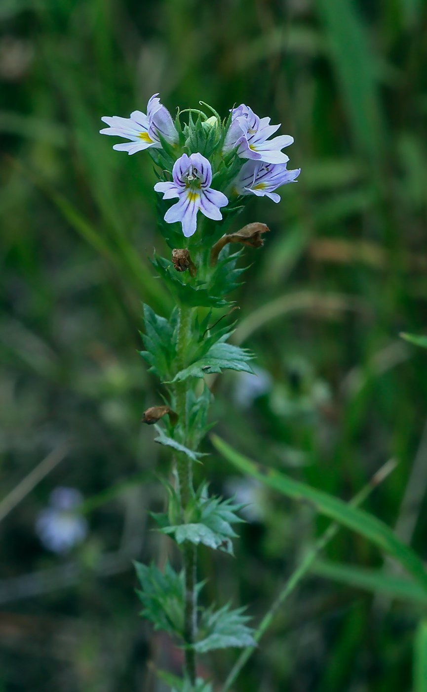 Изображение особи род Euphrasia.