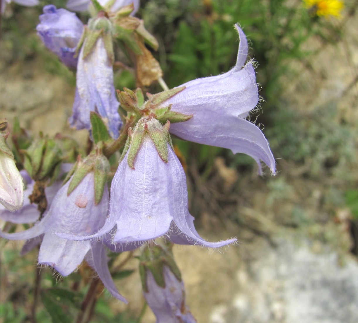 Изображение особи род Campanula.