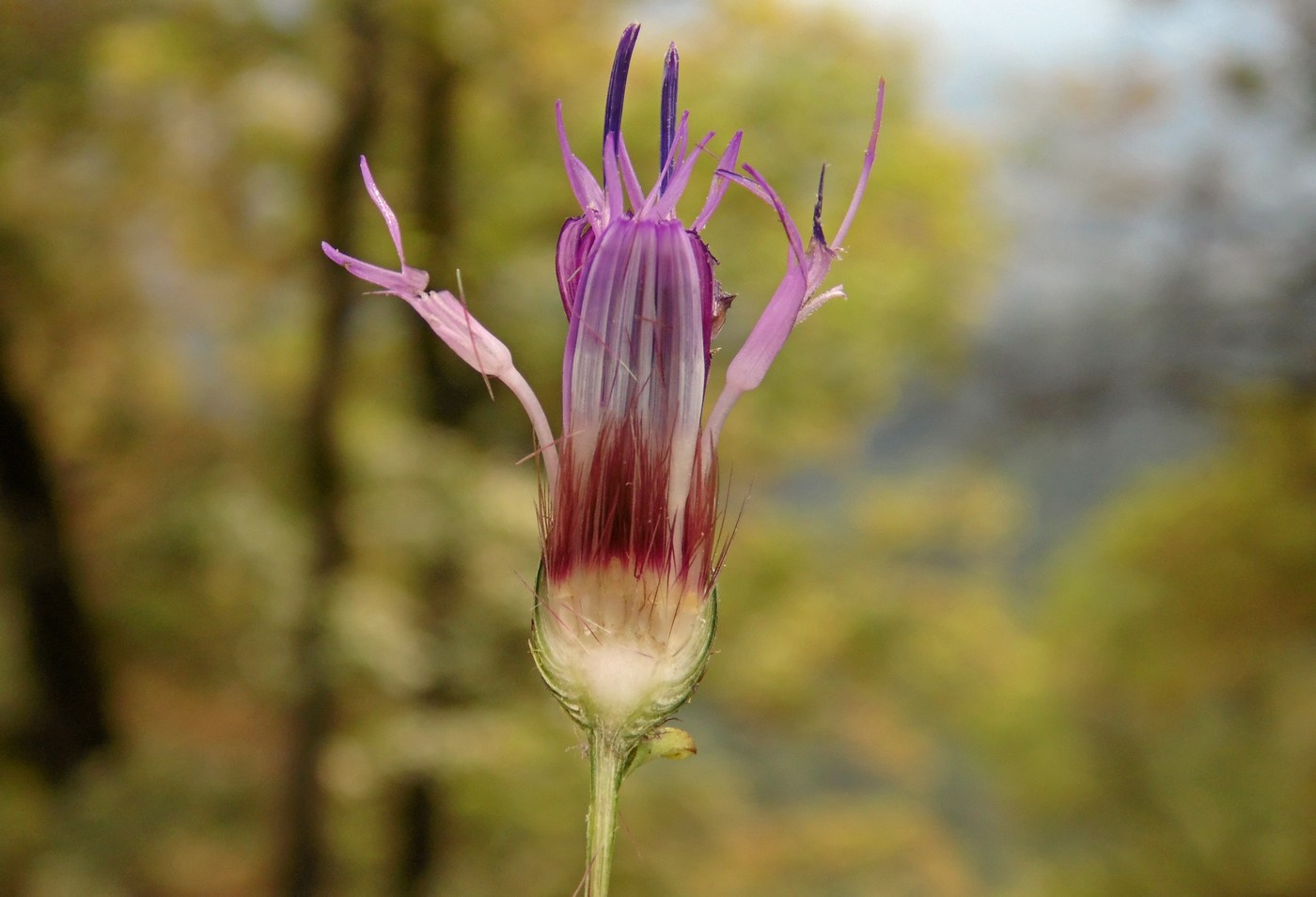 Image of Klasea quinquefolia specimen.