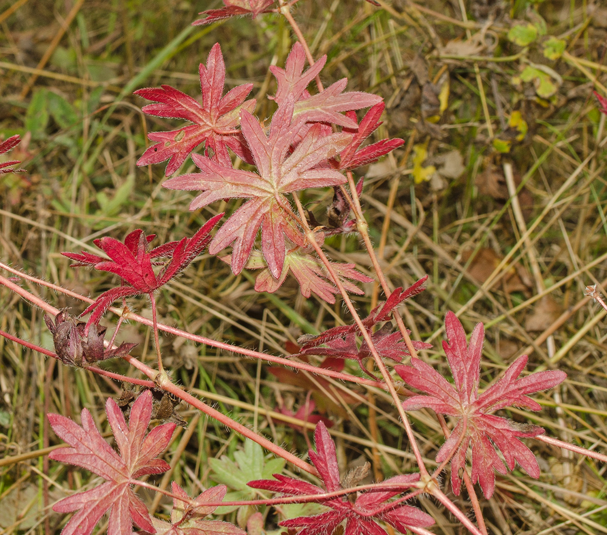 Изображение особи Geranium sanguineum.