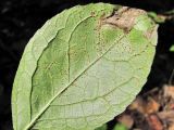 Image of taxon representative. Author is Геннадий Окатов