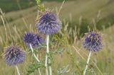 Echinops crispus. Верхушки побегов с соцветиями. Башкортостан, Учалинский р-н, Ильчигуловский сельсовет, окр. дер. Мулдашево, хр. Нурали, луговой склон, ≈ 700 м н.у.м. 7 сентября 2018 г.