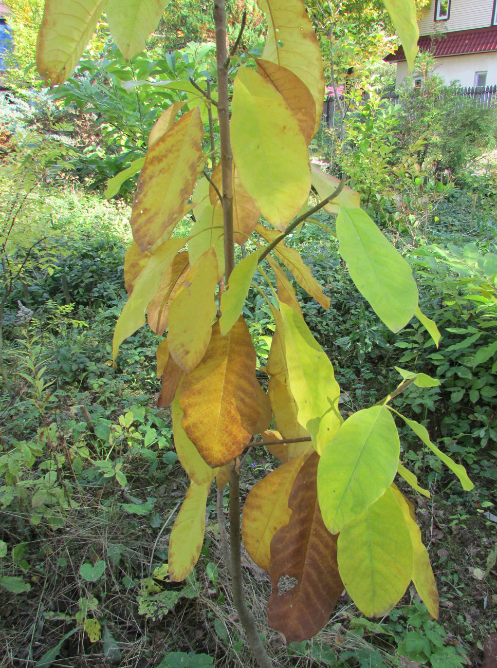 Image of Magnolia hypoleuca specimen.