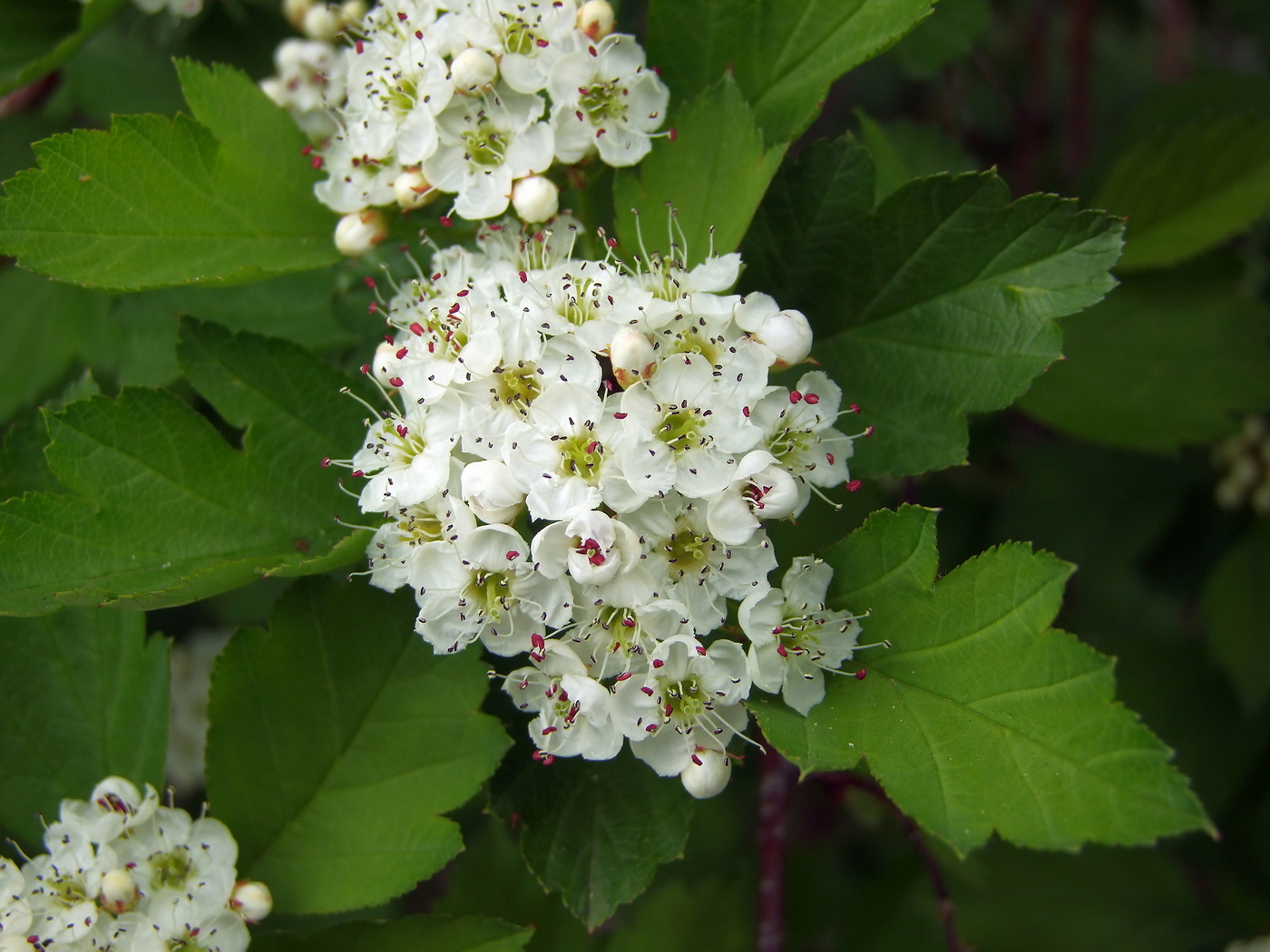 Image of Crataegus dahurica specimen.