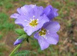 Polemonium boreale