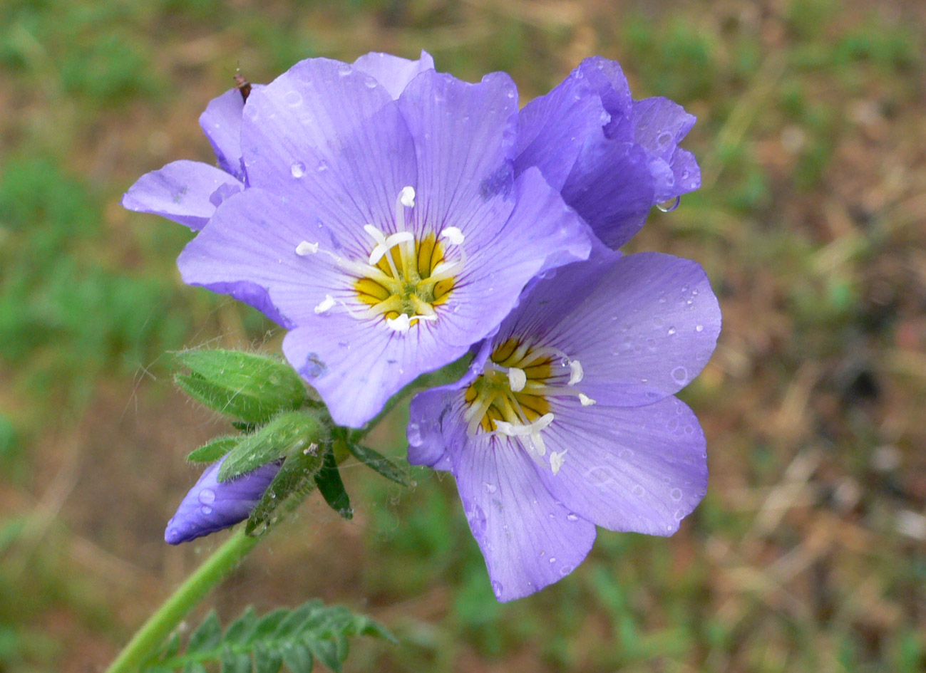 Image of Polemonium boreale specimen.