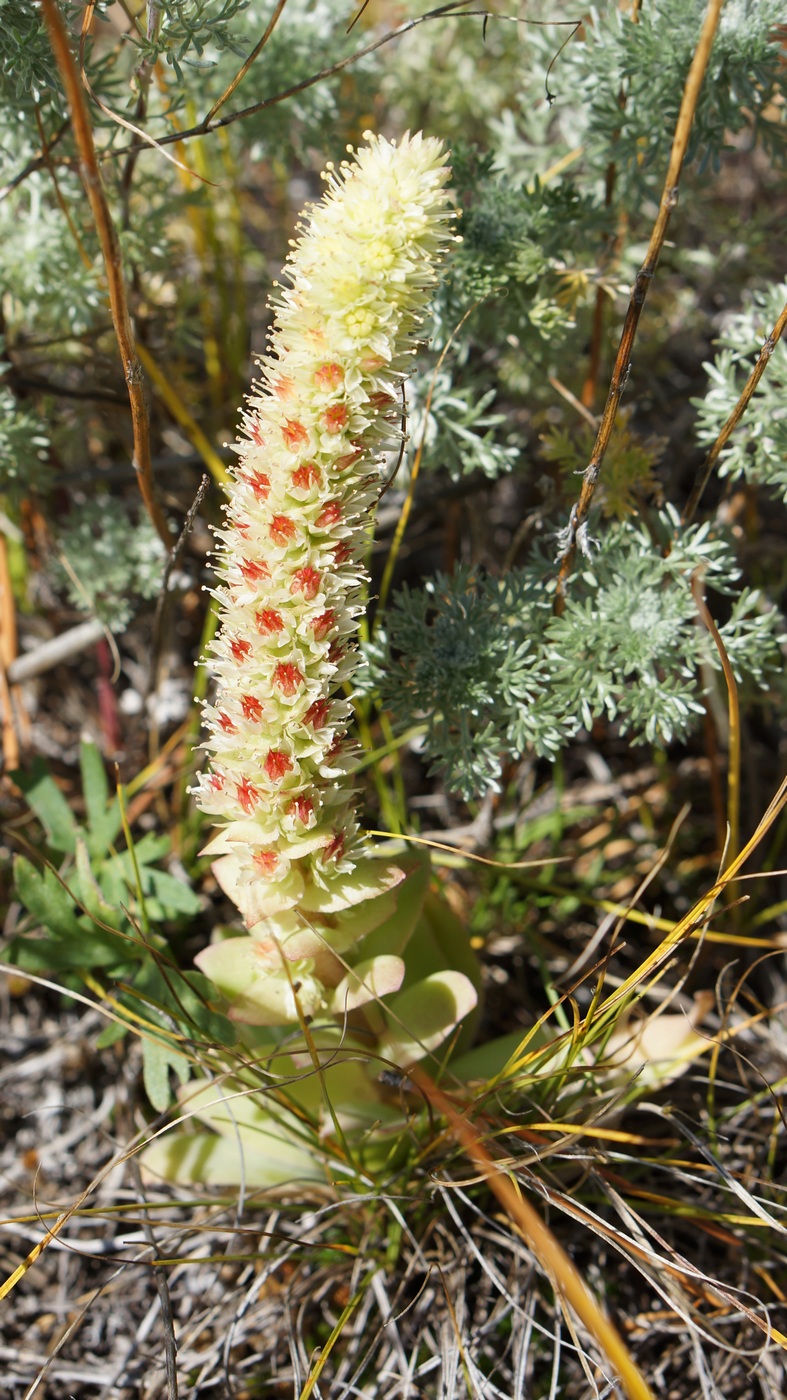 Изображение особи Orostachys malacophylla.