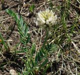 Astragalus inopinatus