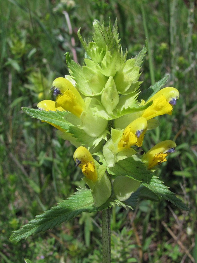 Image of Rhinanthus vernalis specimen.