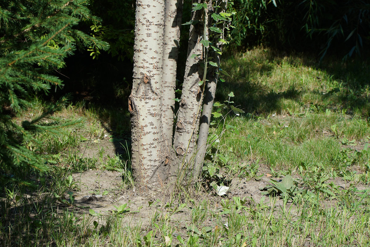 Изображение особи Populus alba.