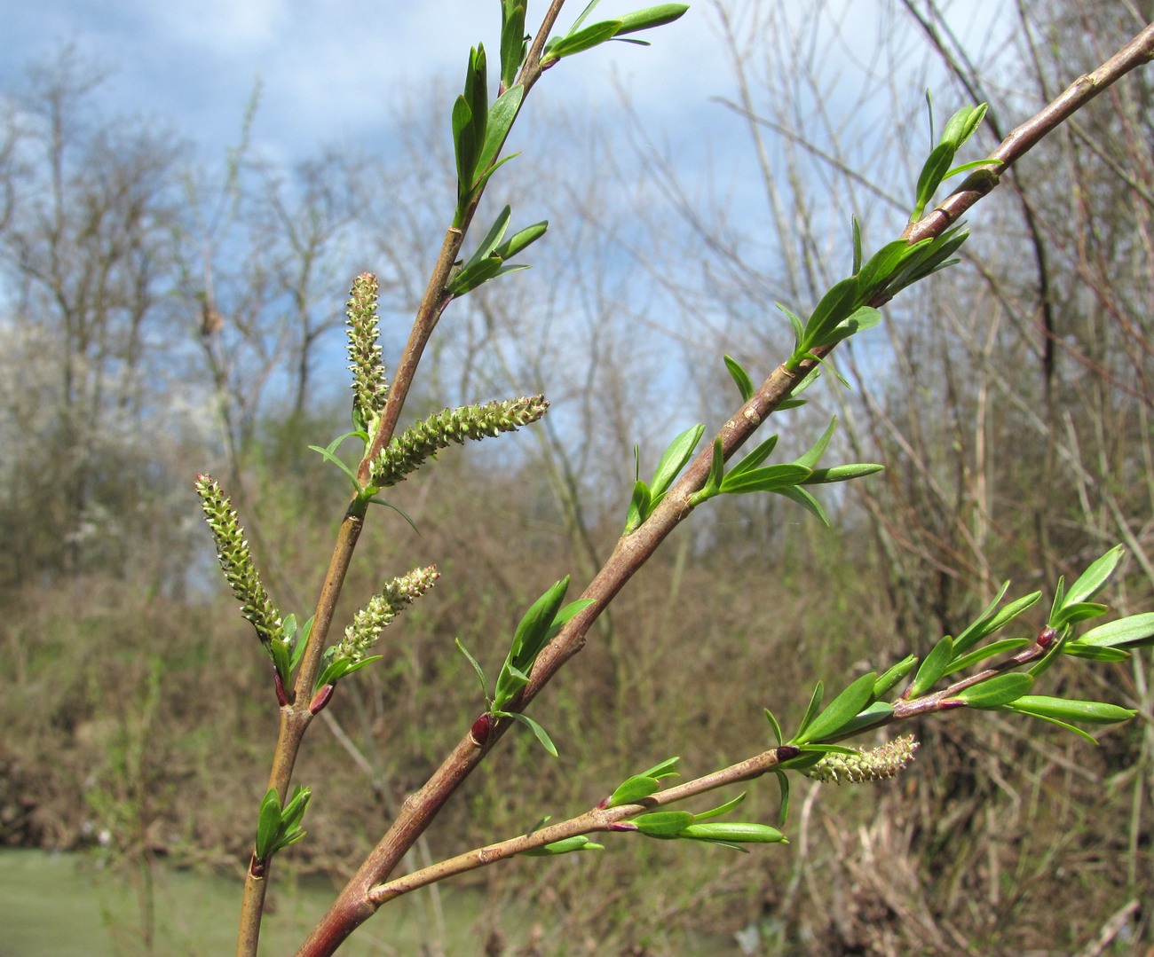 Image of Salix elbursensis specimen.