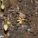 Theobroma cacao