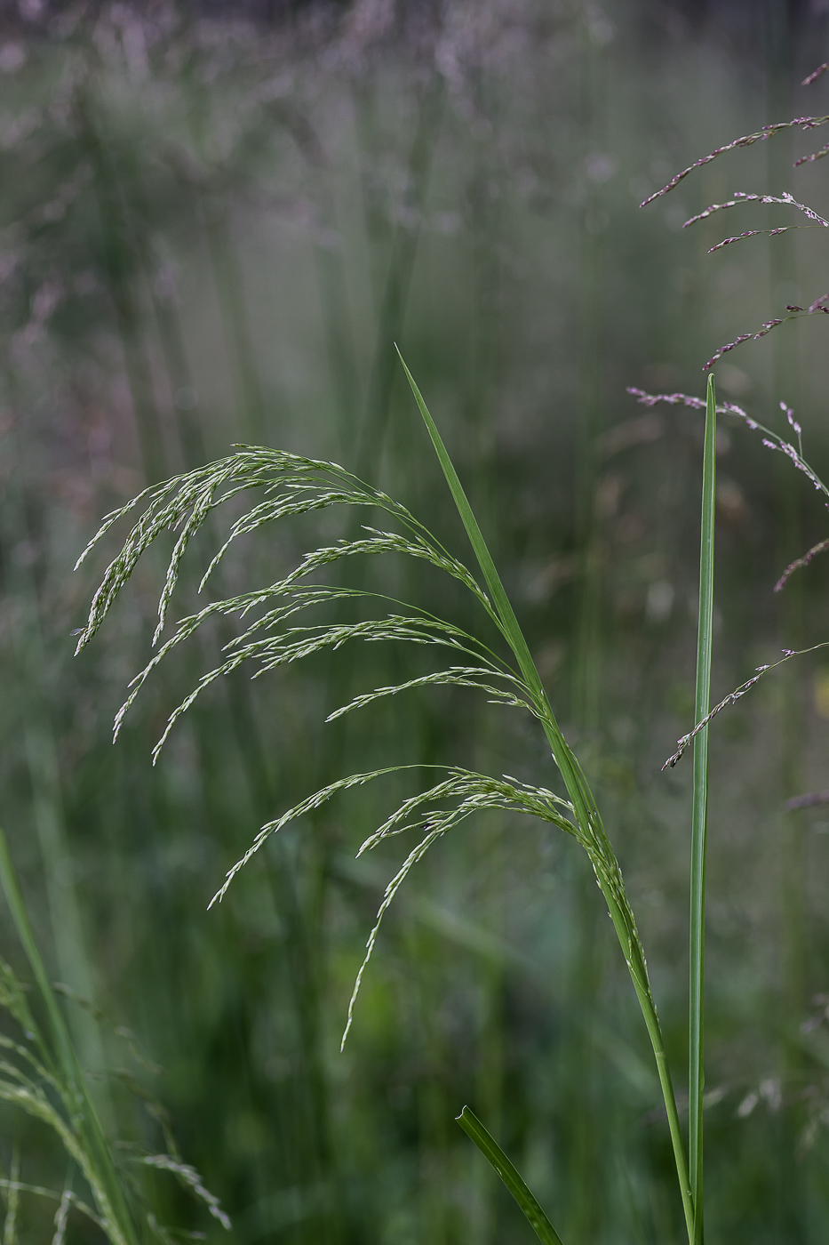 Image of Deschampsia cespitosa specimen.