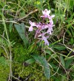 Orchis anatolica