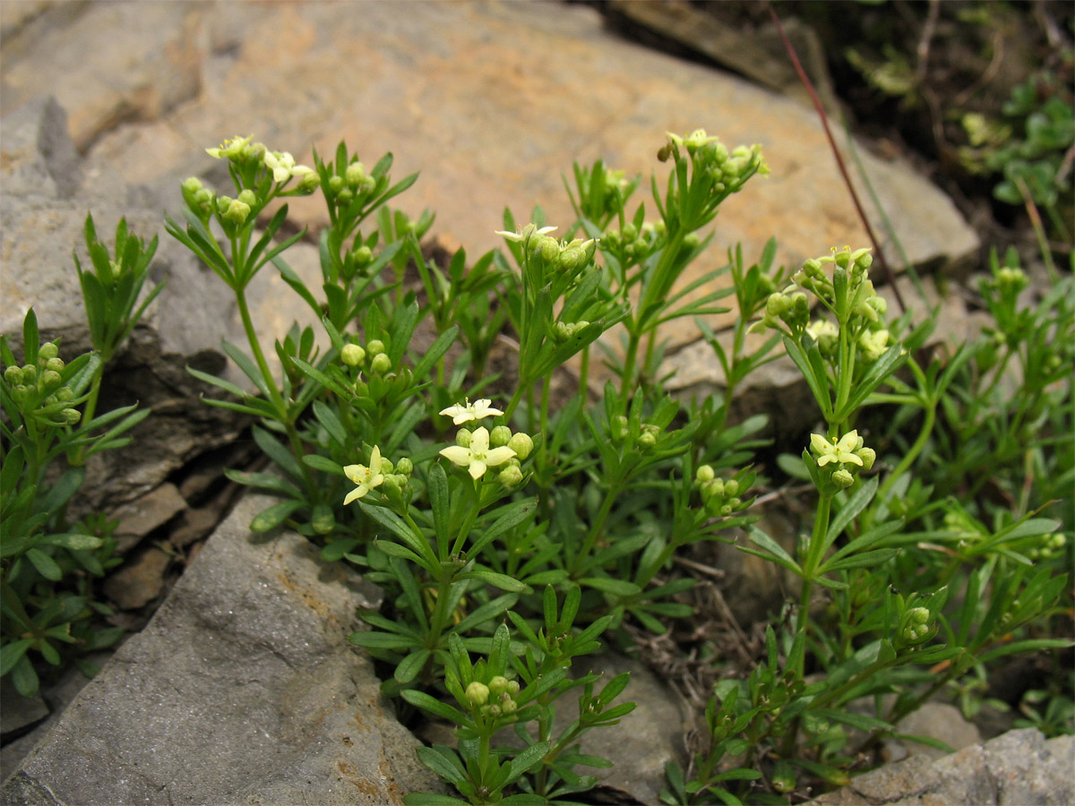 Image of Galium bellatulum specimen.