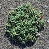 Alyssum strigosum