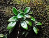 Henckelia argentea. Расцветающее растение. Малайзия, штат Саравак, национальный парк Бако; о-в Калимантан, влажный тропический лес, на поросшем мхом валуне. 10.05.2017.