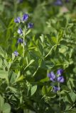 Baptisia australis