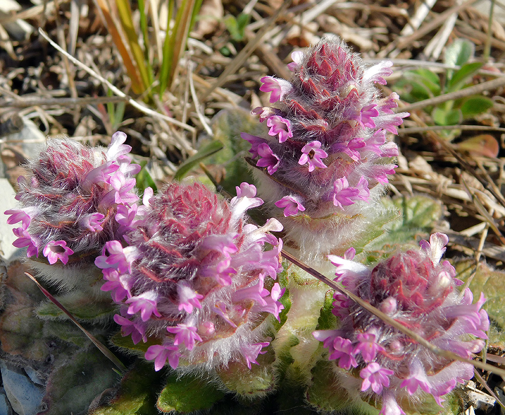 Image of Ajuga orientalis specimen.