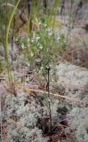 род Euphrasia