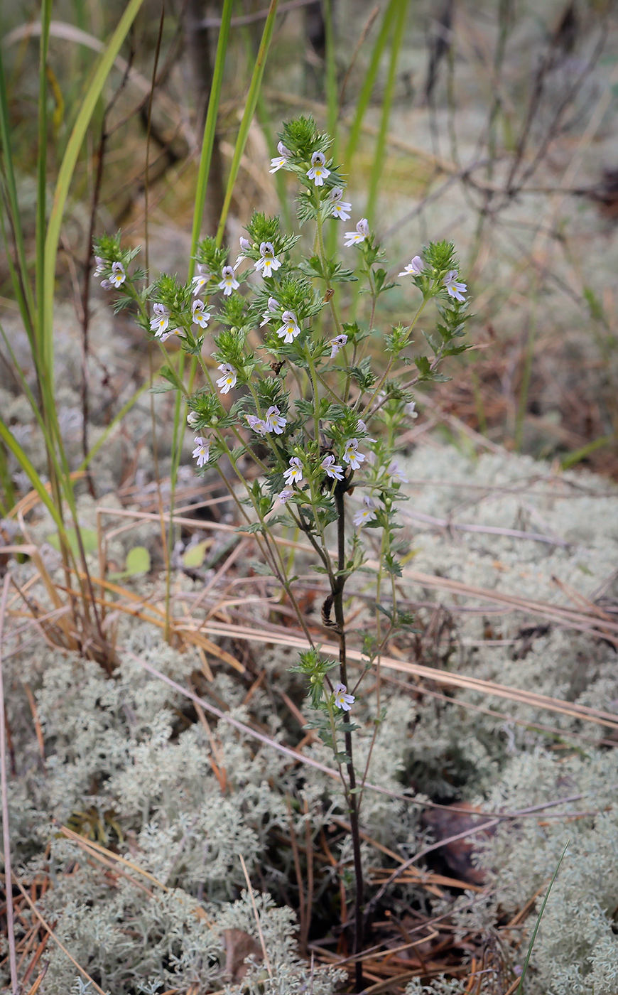 Изображение особи род Euphrasia.