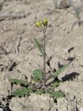 Arabidopsis pumila