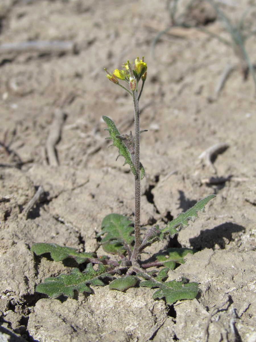 Изображение особи Arabidopsis pumila.