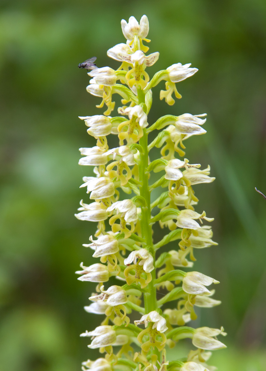 Изображение особи Orchis punctulata.