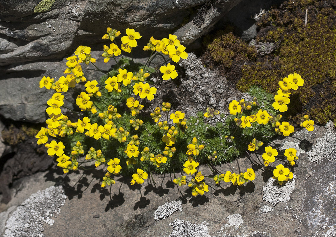 Image of Draba bryoides specimen.