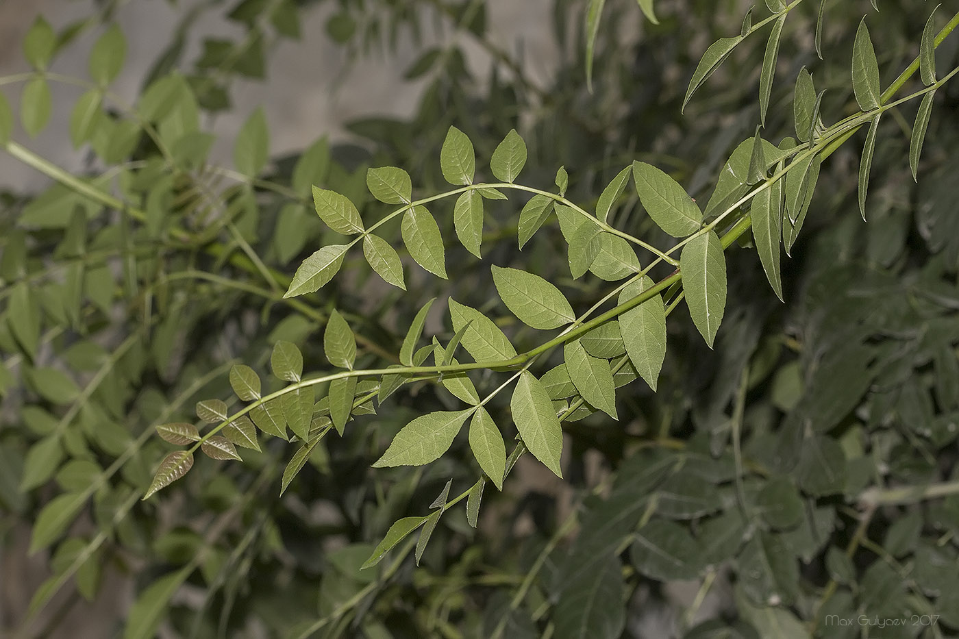 Image of genus Fraxinus specimen.