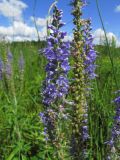 Veronica longifolia