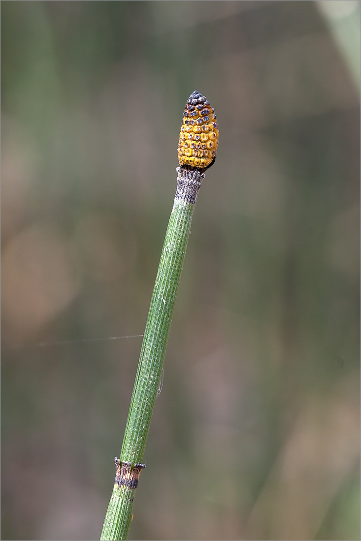 Изображение особи Equisetum hyemale.