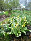 род Erythronium