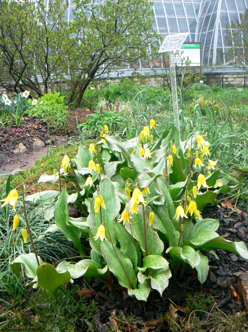 Image of genus Erythronium specimen.