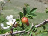 Rosa elasmacantha. Часть ветви; виден лист с галлами. Дагестан, Левашинский р-н, окр. с. Леваши, ок. 1400 м н.у.м., луг. 01.06.2019.
