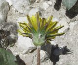 род Taraxacum