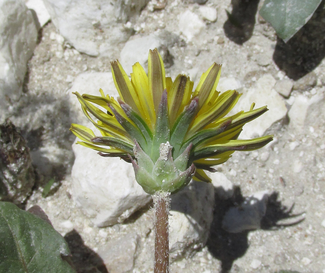 Изображение особи род Taraxacum.