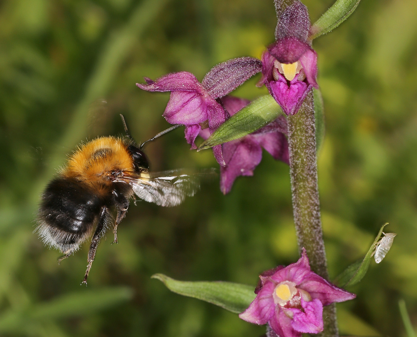 Image of Epipactis atrorubens specimen.