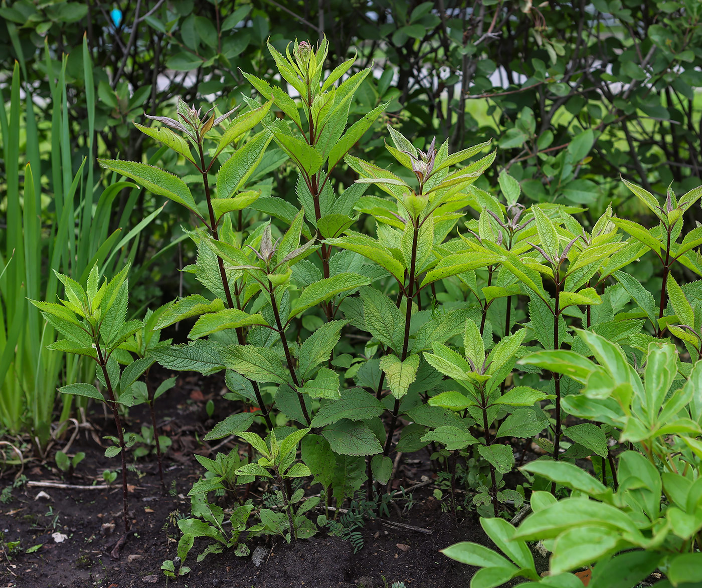 Image of Eupatorium purpureum specimen.