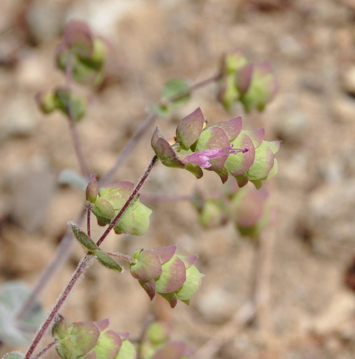 Image of Origanum cordifolium specimen.
