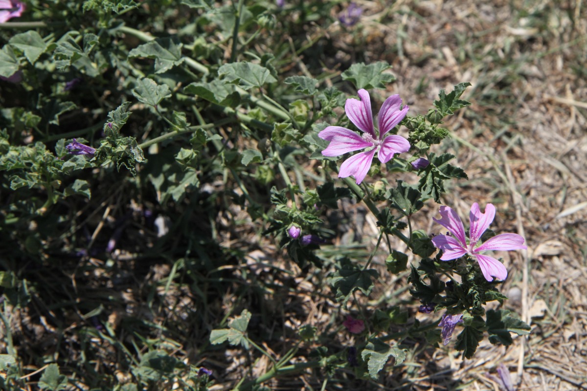 Image of Malva sylvestris specimen.