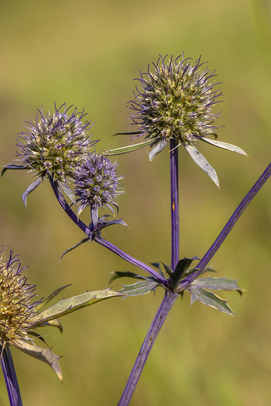 Изображение особи Eryngium planum.