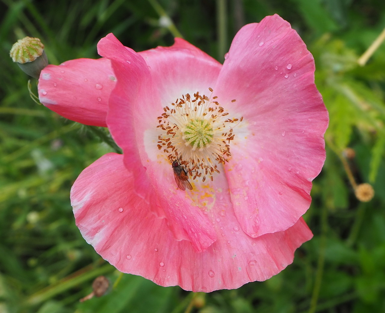 Изображение особи Papaver rhoeas.