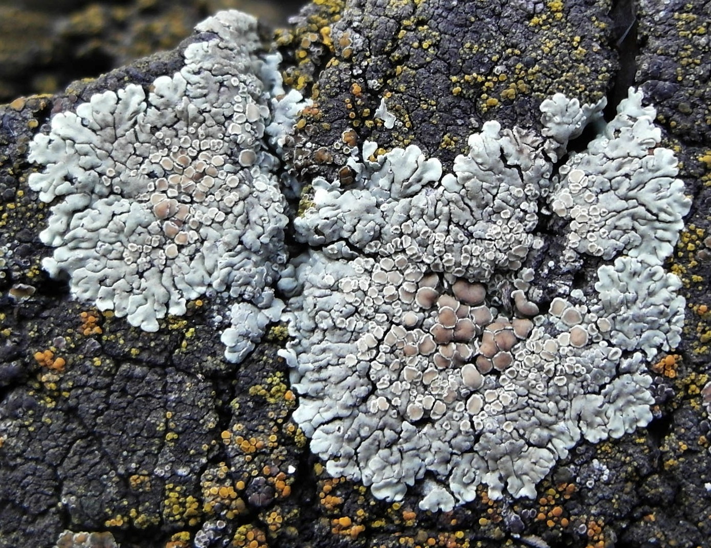 Изображение особи Lecanora muralis.