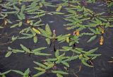 Persicaria amphibia